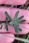 Hypericum perforatum