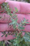 Hypericum perforatum