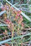 Hypericum perforatum