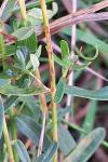 Hypericum perforatum