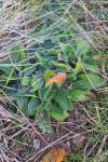 Pilosella aurantiaca