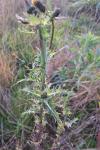 Sonchus asper