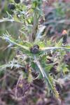Sonchus asper