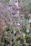 Clinopodium vulgare