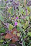 Clinopodium vulgare