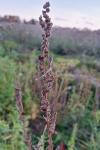 Chenopodium album