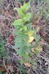 Euonymus europaeus