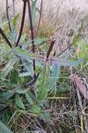 Picris hieracioides