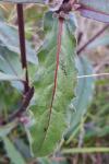 Picris hieracioides