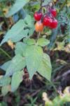 Solanum dulcamara