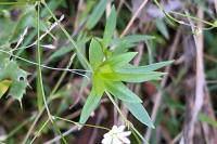 Stellaria graminea