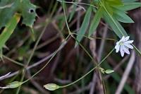 Stellaria graminea