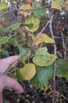 Tilia cordata