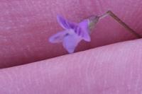 Ervum tetraspermum