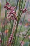 Juncus effusus