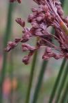 Juncus effusus