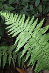 Dryopteris filix-mas