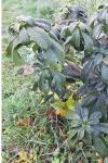 Daphne laureola