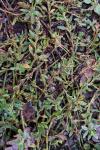 Polygonum aviculare