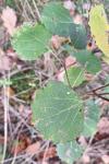 Populus tremula