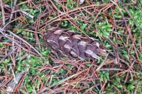 Pseudotsuga menziesii