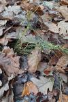 Juncus tenuis