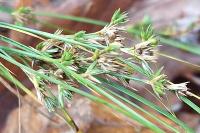 Juncus tenuis