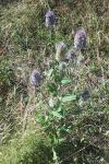 Dipsacus fullonum