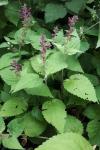 Stachys sylvatica