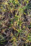 Littorella uniflora
