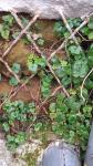 Cymbalaria muralis