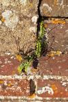 Asplenium trichomanes