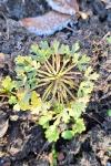 Ranunculus sceleratus
