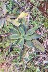 Plantago media