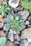 Draba verna