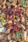 Oxalis corniculata