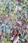 Capsella bursa-pastoris