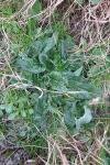 Scrophularia auriculata
