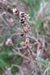 Linaria vulgaris
