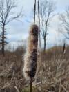Typha latifolia