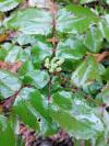 Berberis aquifolium