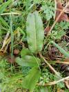 Rumex conglomeratus
