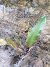 Rumex conglomeratus
