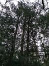 Chamaecyparis lawsoniana
