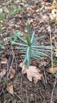 Euphorbia lathyris