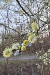 Salix caprea