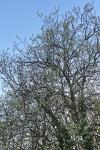 Salix caprea