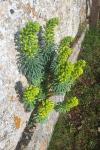 Euphorbia characias
