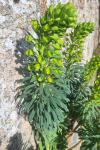 Euphorbia characias