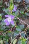 Vinca major